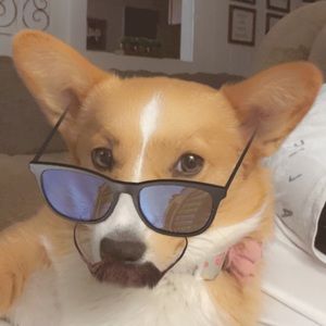 Meet your Posher, Ava